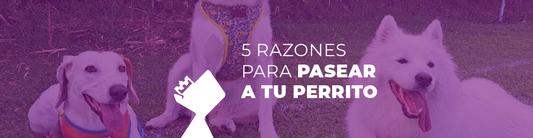 5 razones para pasear a tu perrito
