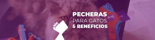 5 beneficios para que tu gato use una pechera Monarcas