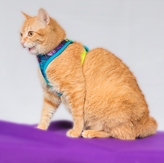 Pechera para gato Monarcas | Latidos Azul