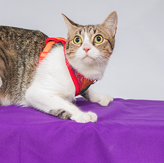 Pechera para gato | Latidos Roja