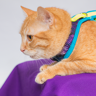 Pechera para gato Monarcas | Latidos Azul