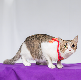 Pechera para gato | Latidos Roja Monarcas Pets Co.