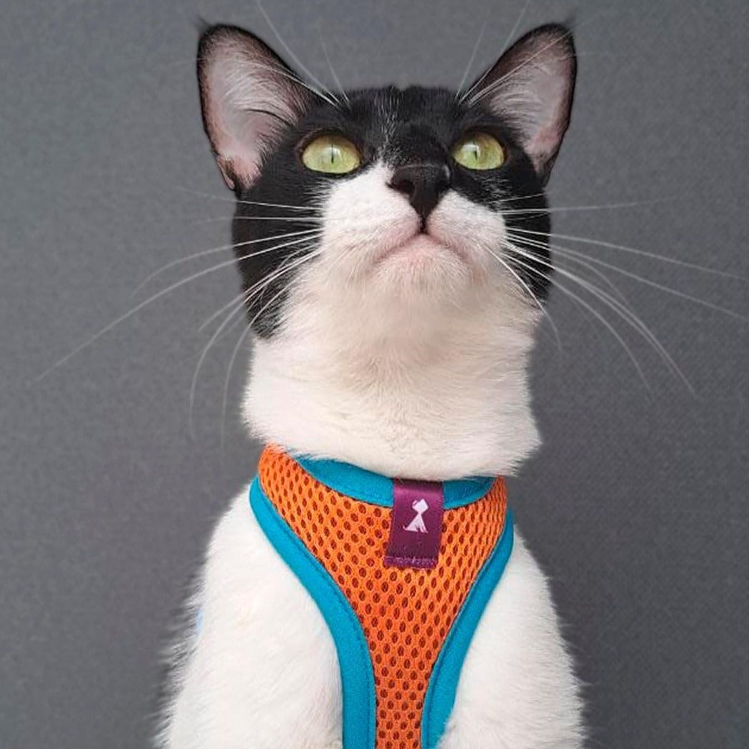 Pechera Monarcas | Gato Oro Monarcas