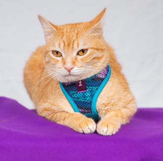 Pechera para gato Monarcas | Latidos Azul
