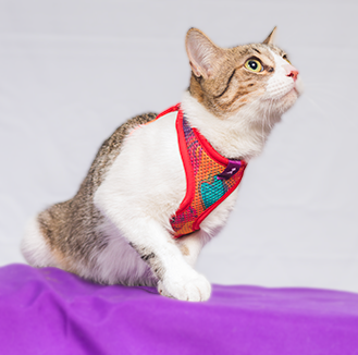 Pechera para gato | Latidos Roja