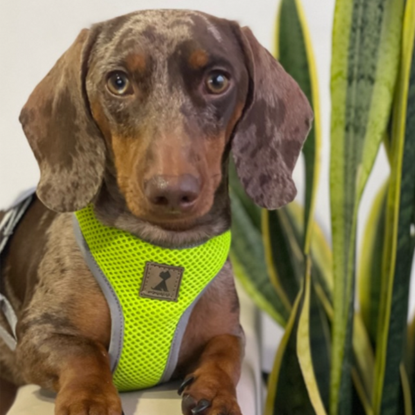 Pechera Reflectiva Neón para Perros - Comodidad, Seguridad y Estilo 🐾✨ Monarcas