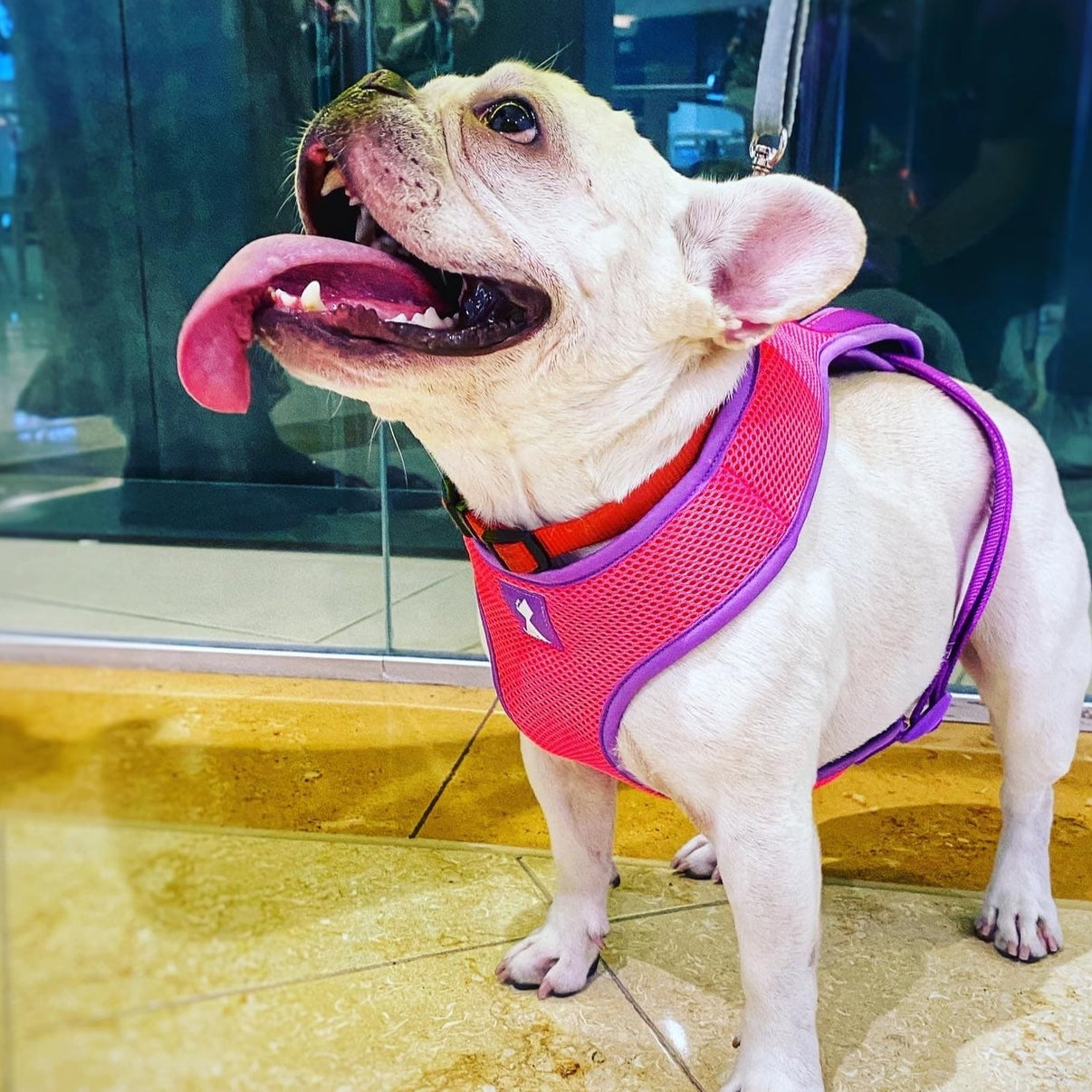 Pechera Neón Pink Flamingo Monarcas