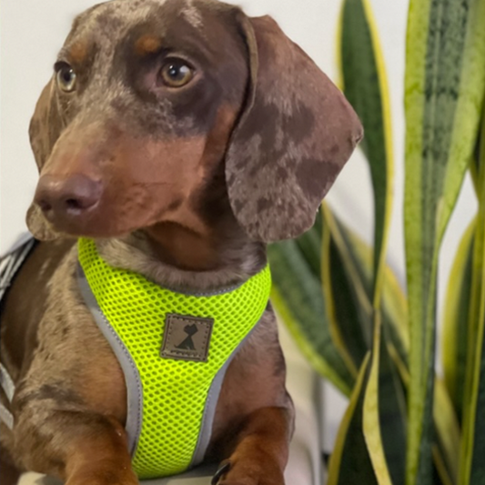 Pechera Reflectiva Neón para Perros - Comodidad, Seguridad y Estilo 🐾✨ Monarcas