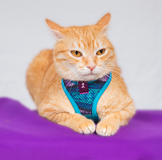 Pechera para gato Monarcas | Latidos Azul
