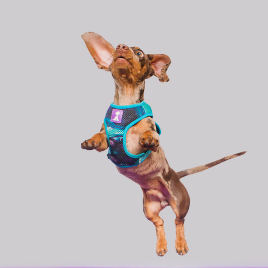 Combo Latidos Azul Monarcas