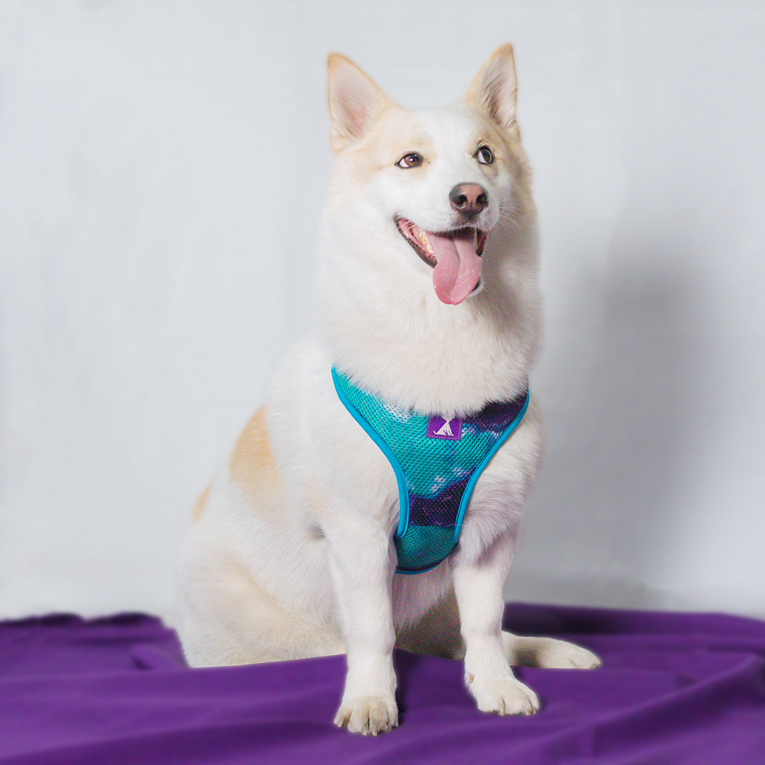 Combo Latidos Azul Monarcas