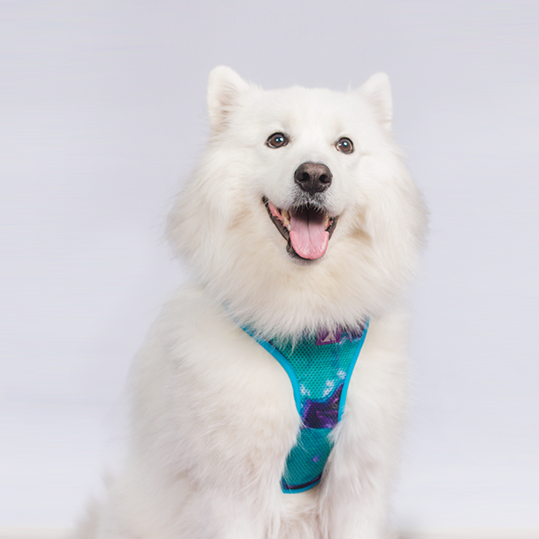 Combo Latidos Azul Monarcas