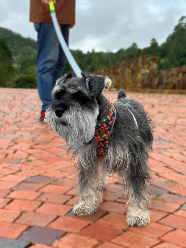 Pechera Orgullo Edición Limitada 🏳️🌈 + Traílla + envío Monarcas Pets Co.