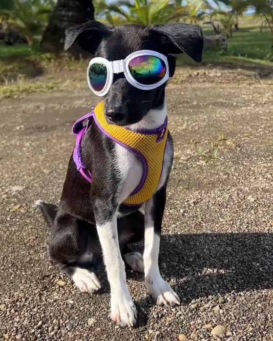 Pechera Neón Amarilla Monarcas