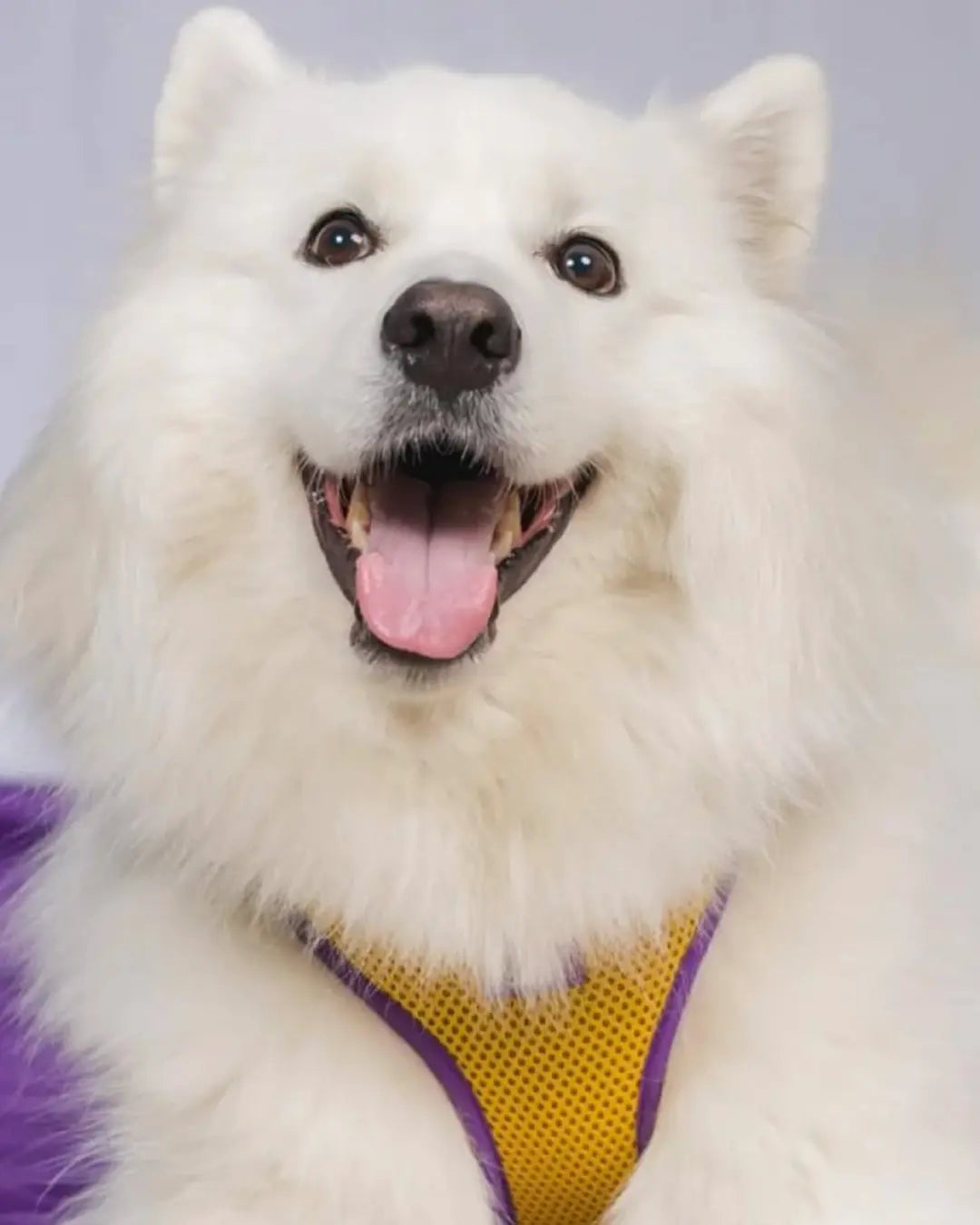 Pechera Neón Amarilla Monarcas