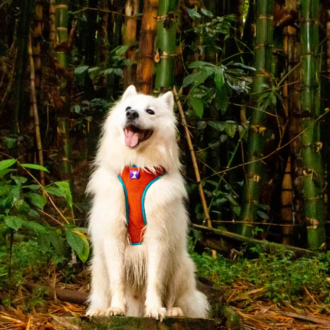 Pechera Monarcas | Neón Oro Monarcas