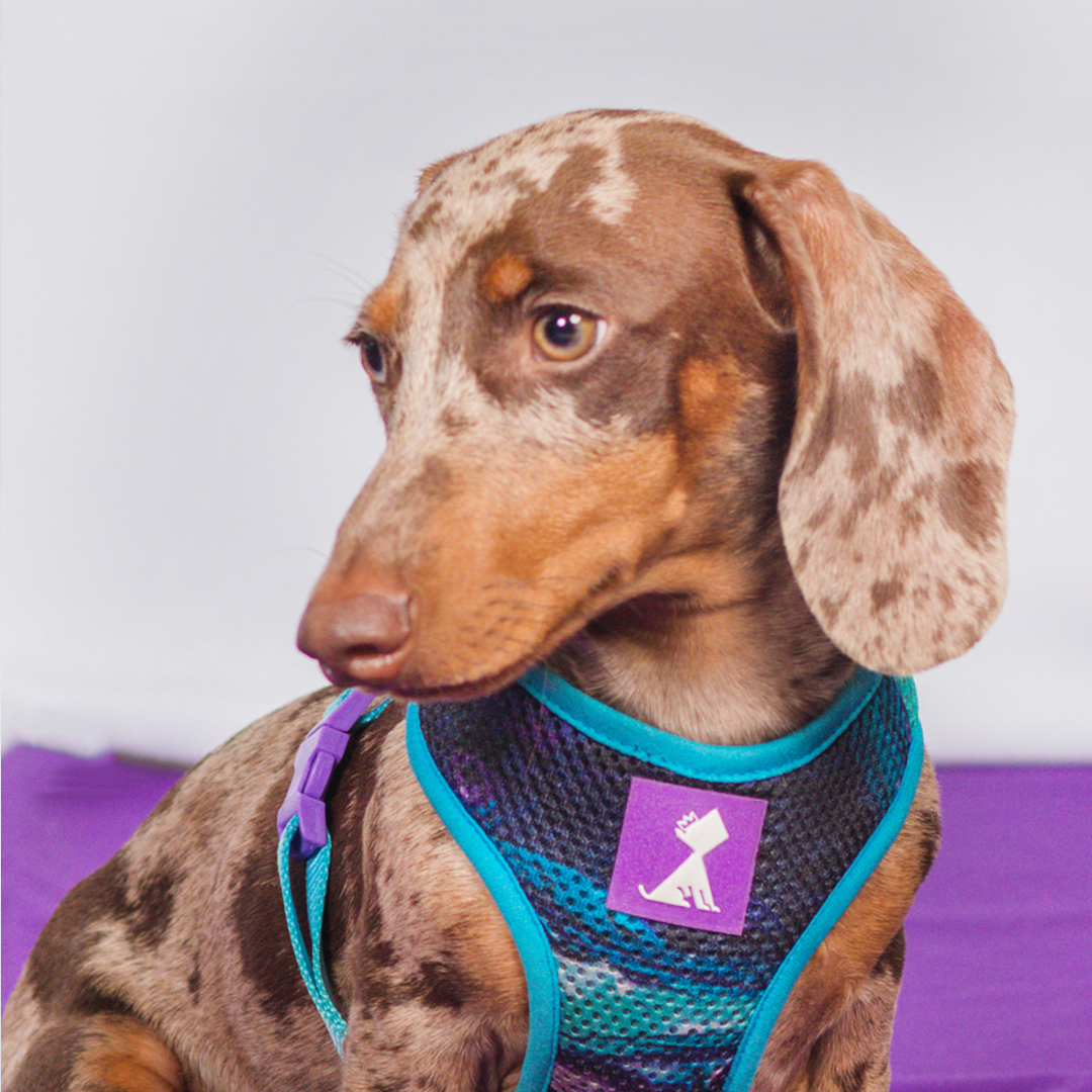 Pechera Monarcas | Latidos Azul Monarcas Pets Co.