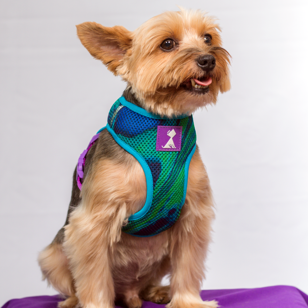 Combo Latidos Verde + traílla Monarcas