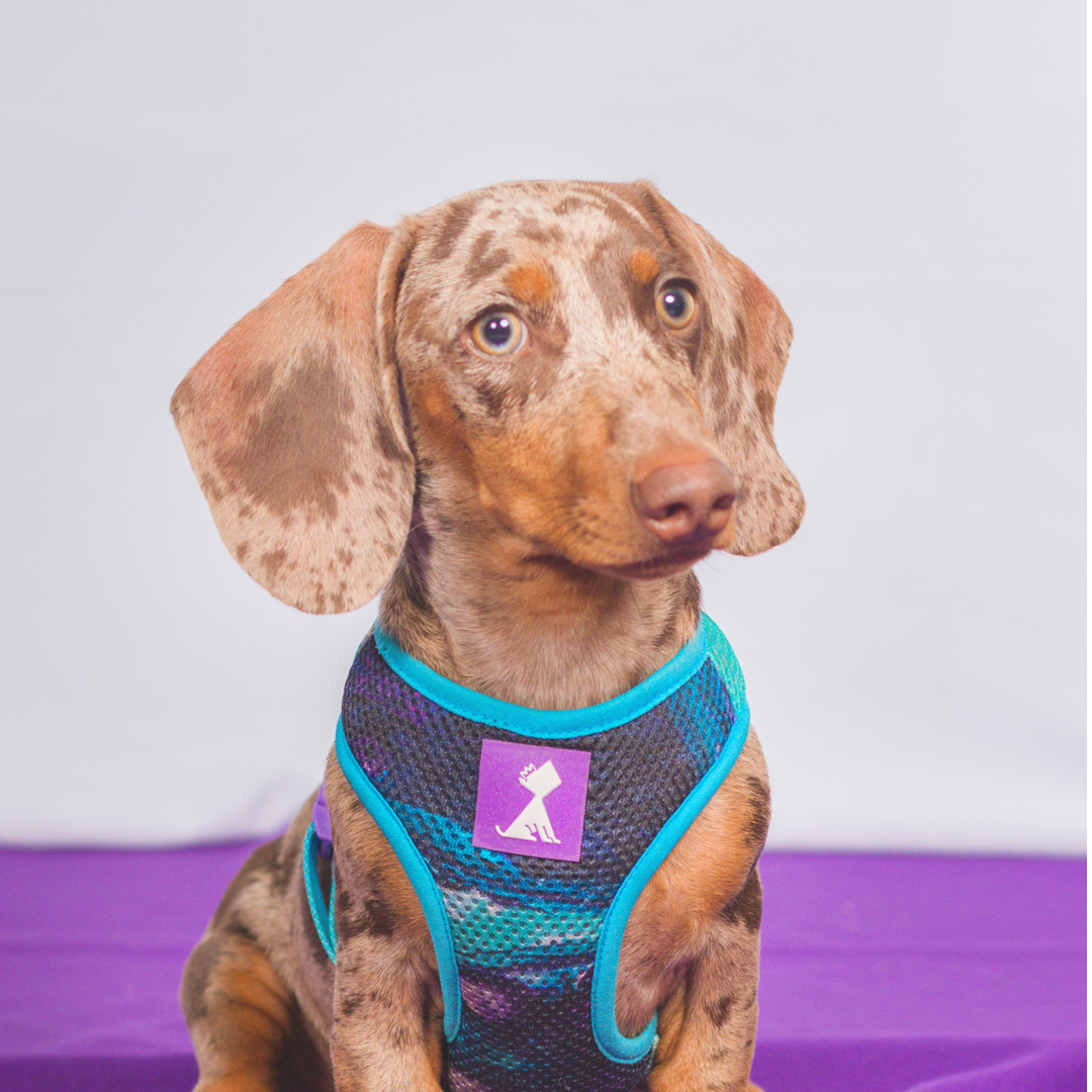 Pechera Monarcas | Latidos Azul Monarcas Pets Co.