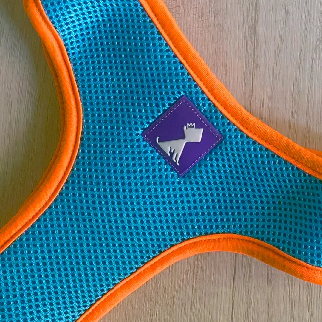 Pechera Monarcas | Neón Azul Monarcas