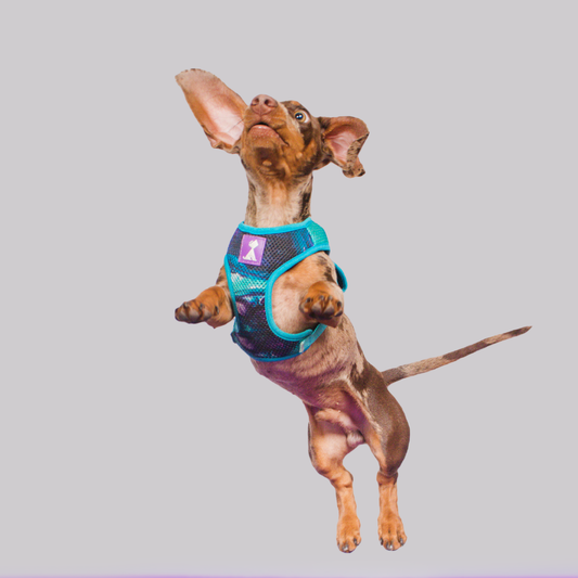 Pechera Latidos Azul Monarcas Pets Co.