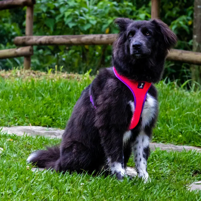 Combo Neón Pink + Traílla Monarcas