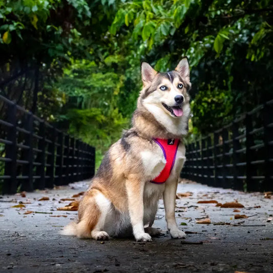 Combo Neón Pink + Traílla Monarcas