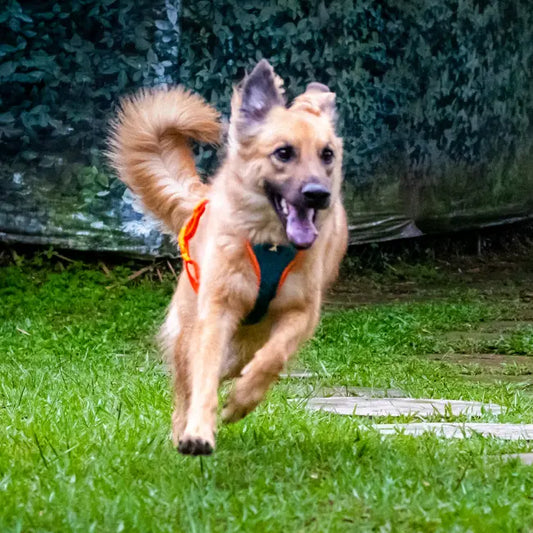 Pechera Monarcas | Neón Azul Monarcas