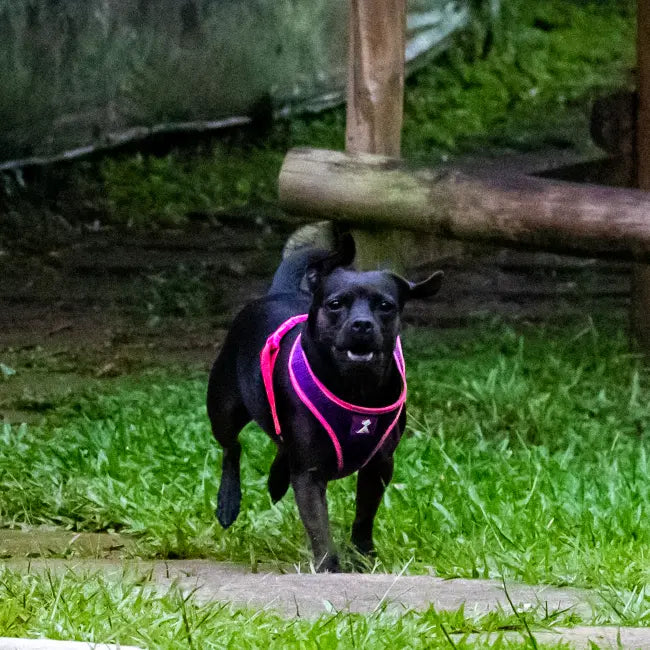 Pechera Monarcas | Neón Morado Monarcas