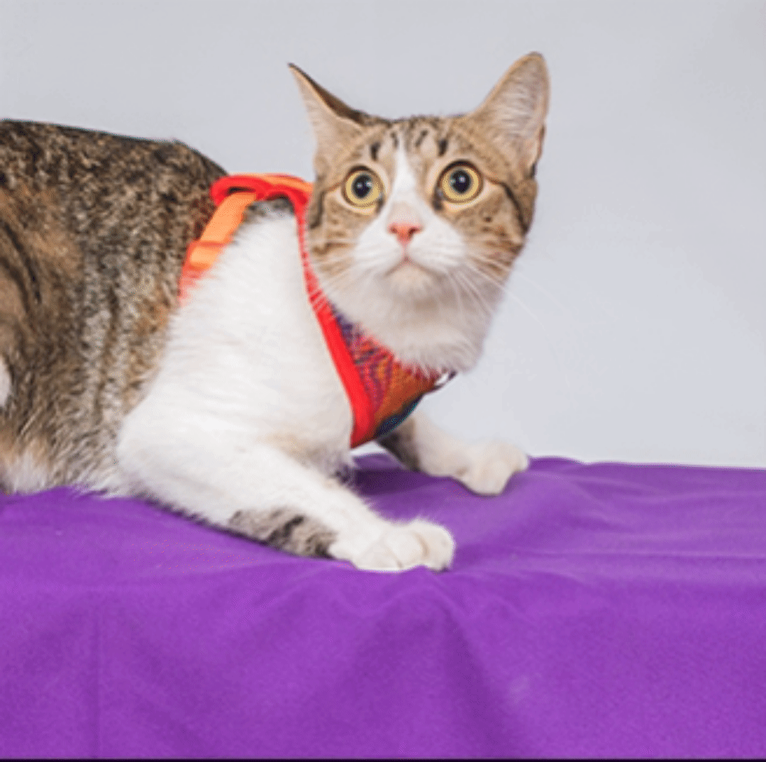 Pechera para gato | Latidos Roja