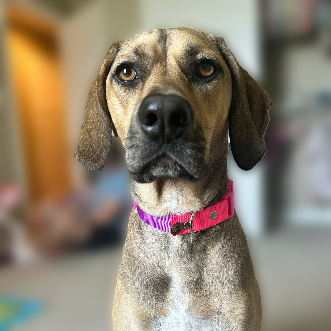 collar para perro