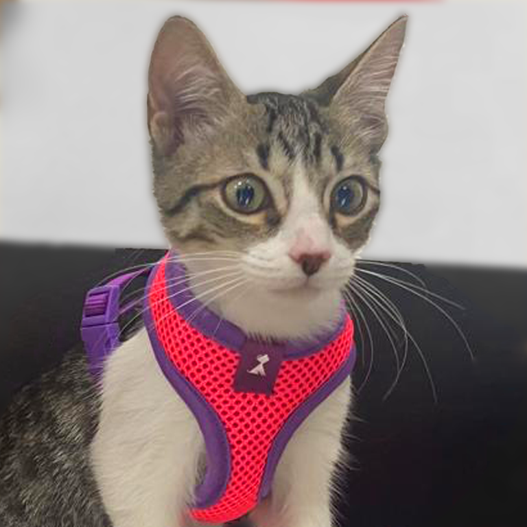 Pechera Monarcas | Gato Pink Monarcas