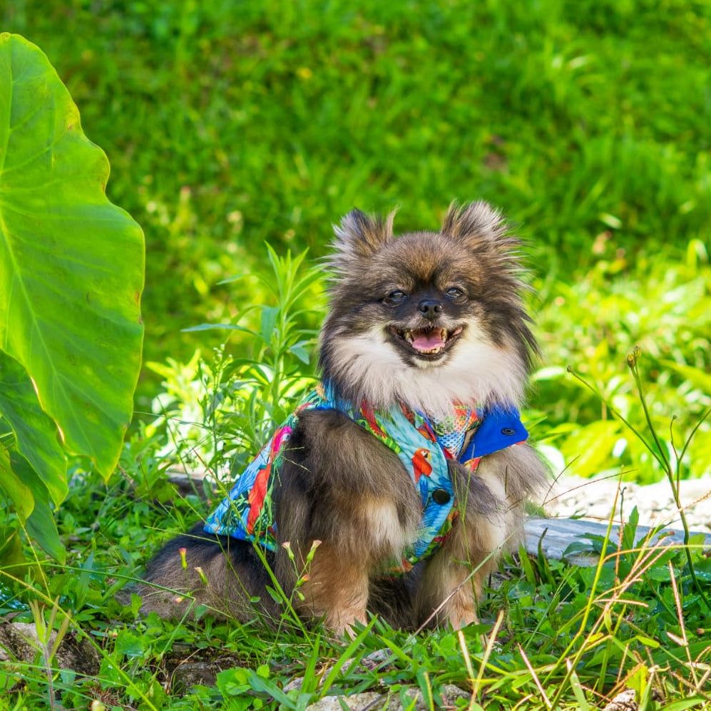 Reverzzo Vuelo Perpetuo | Chaleco Reversible para Perro | Monarcas Pets Monarcas Pets Co.