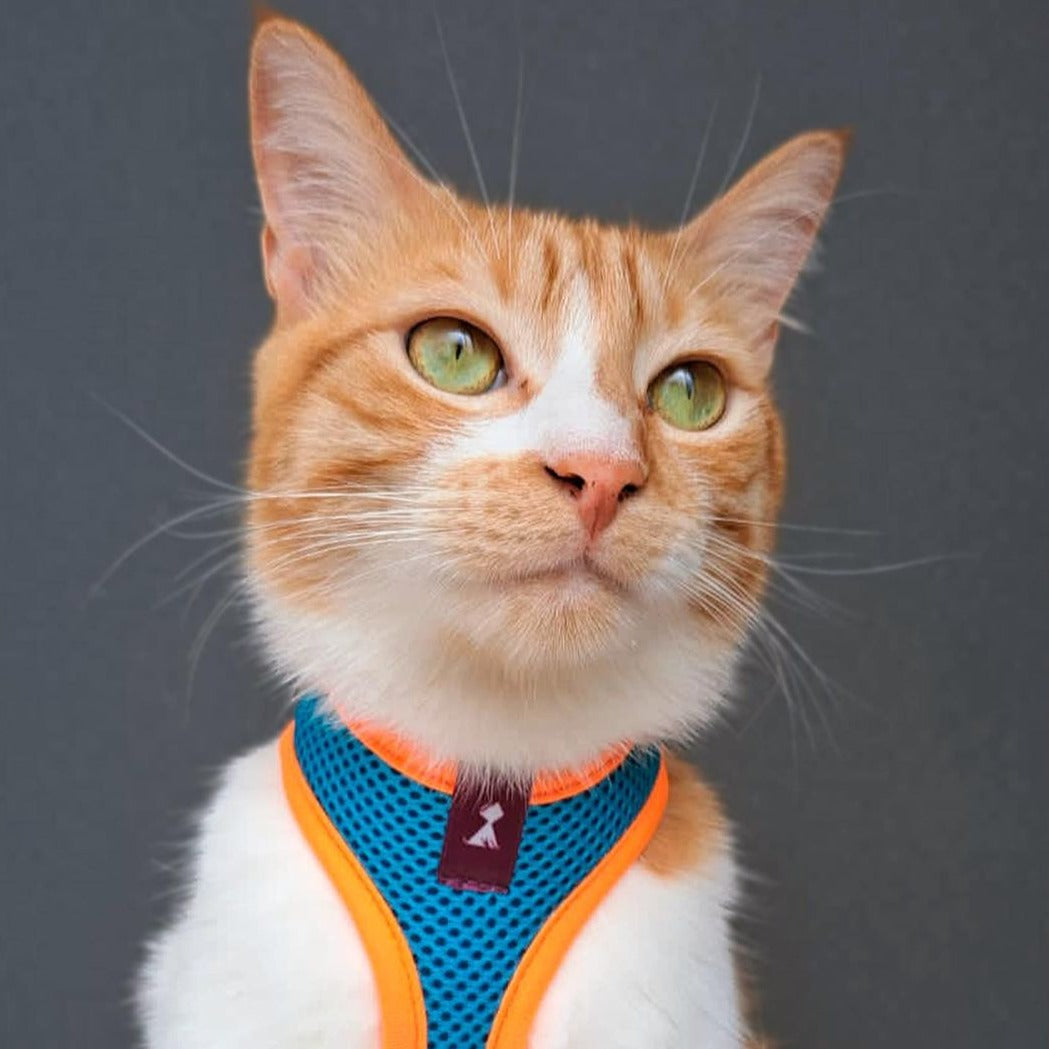 Cómo Pasear a tu Gato con Pechera | Guía Práctica | Monarcas Pets