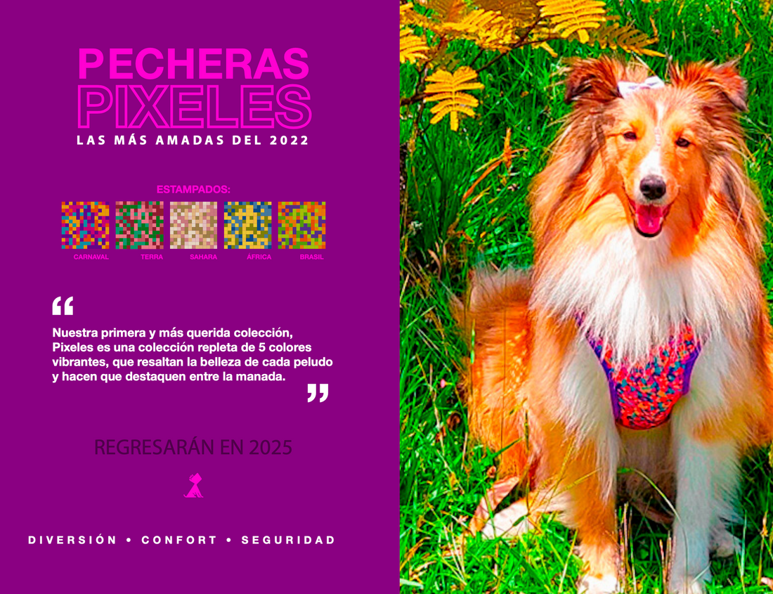 La Colección Pixeles: Nuestro Inicio y una Promesa para el Futuro