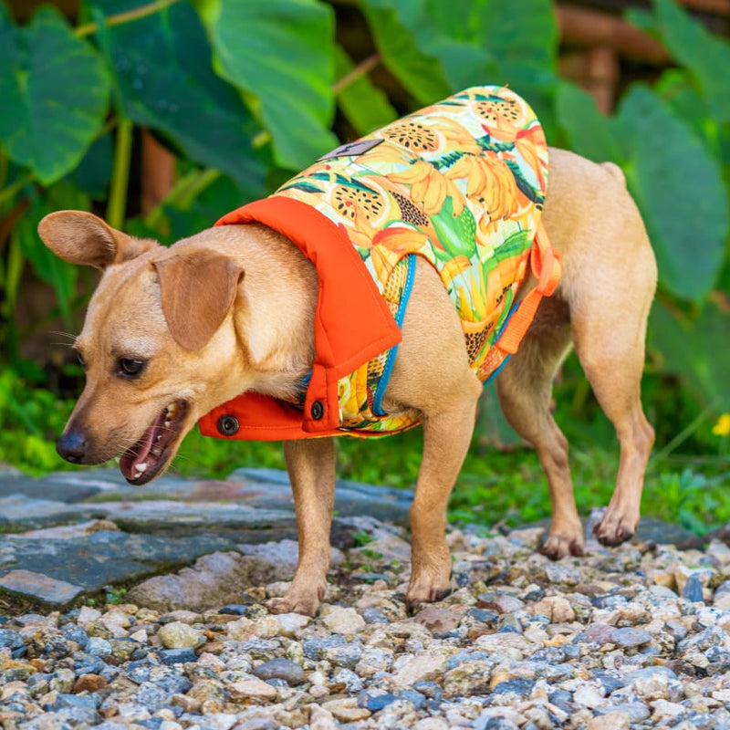 Moda Pet Colombia 2026: Diseño de Autor para Mascotas | Monarcas Pets