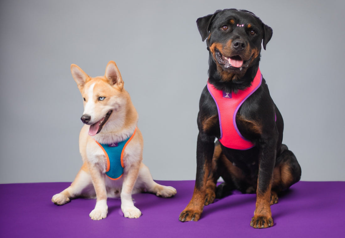 Descubre la Colección Latidos: Un Viaje al Corazón de la Moda para mascotas