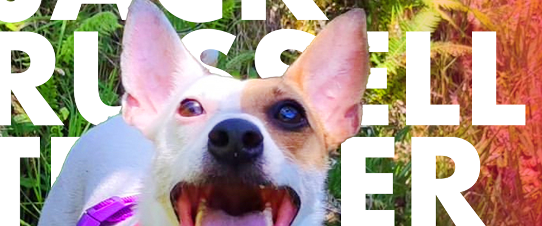 Descubre los secretos de los Jack Russell Terriers: datos curiosos sobre esta enérgica raza canina. ¡Aprende más ahora!