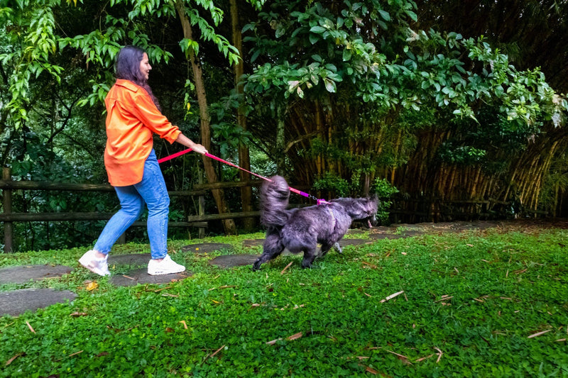 Tendencias Moda Pet Colombia 2026: Cómo Vestir a Su Majestad
