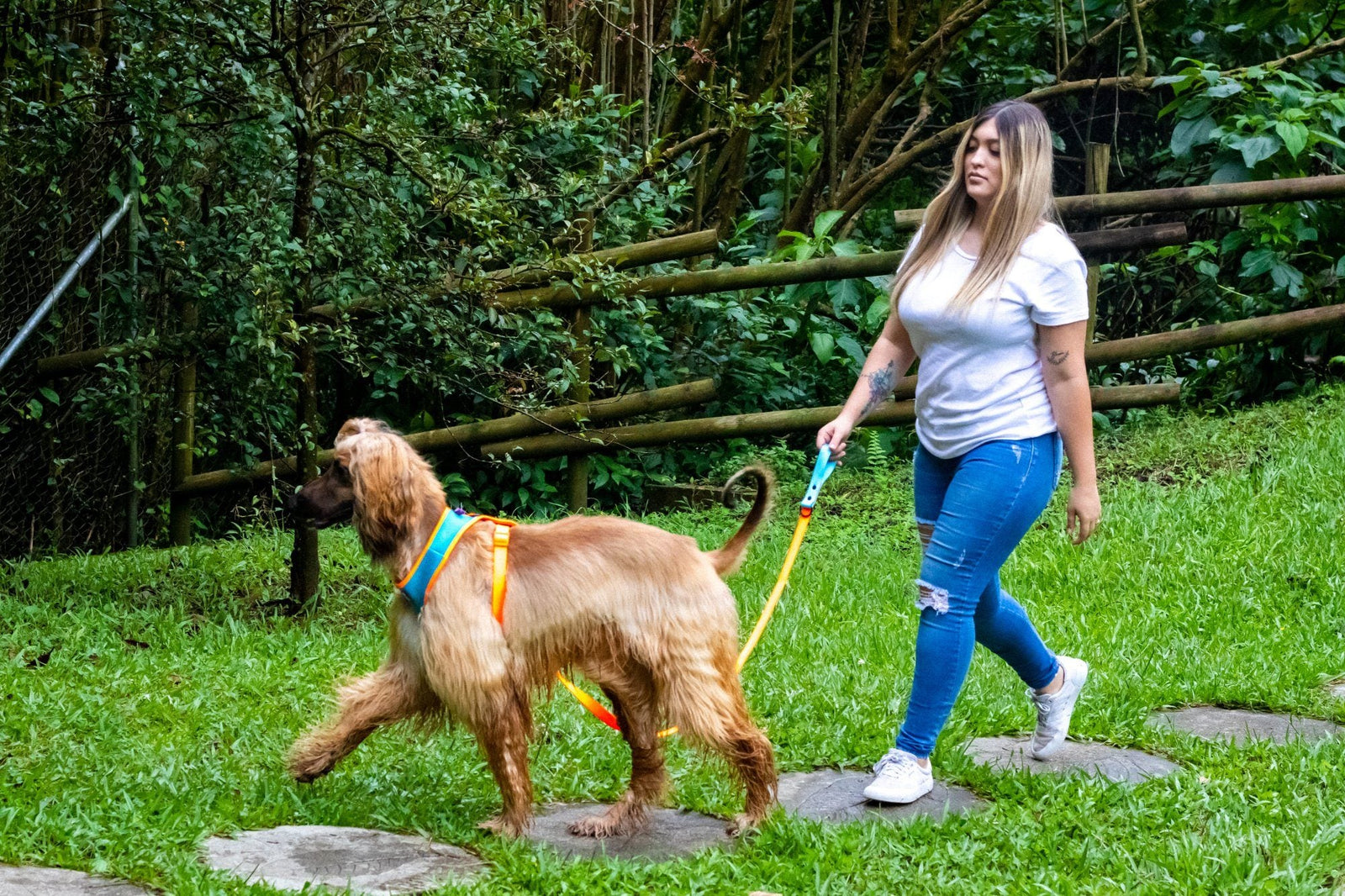 Pechera vs Collar para Perro: ¿Cuál es Mejor? — Guía 2026