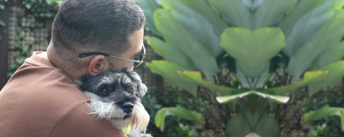 Guía Completa: Cómo Elegir la Pechera Perfecta para tu Perro en 2025 -2026