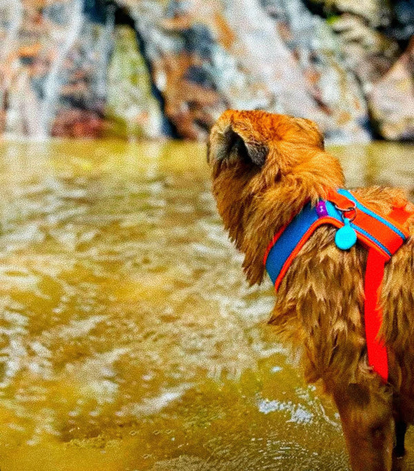 Cómo Lavar y Cuidar tu Pechera para Perro o Gato — Guía Completa