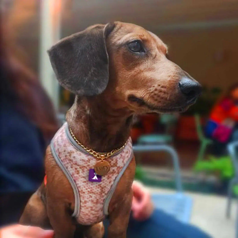 Pechera para Perro Pequeño Colombia: Guía de Compra | Monarcas Pets