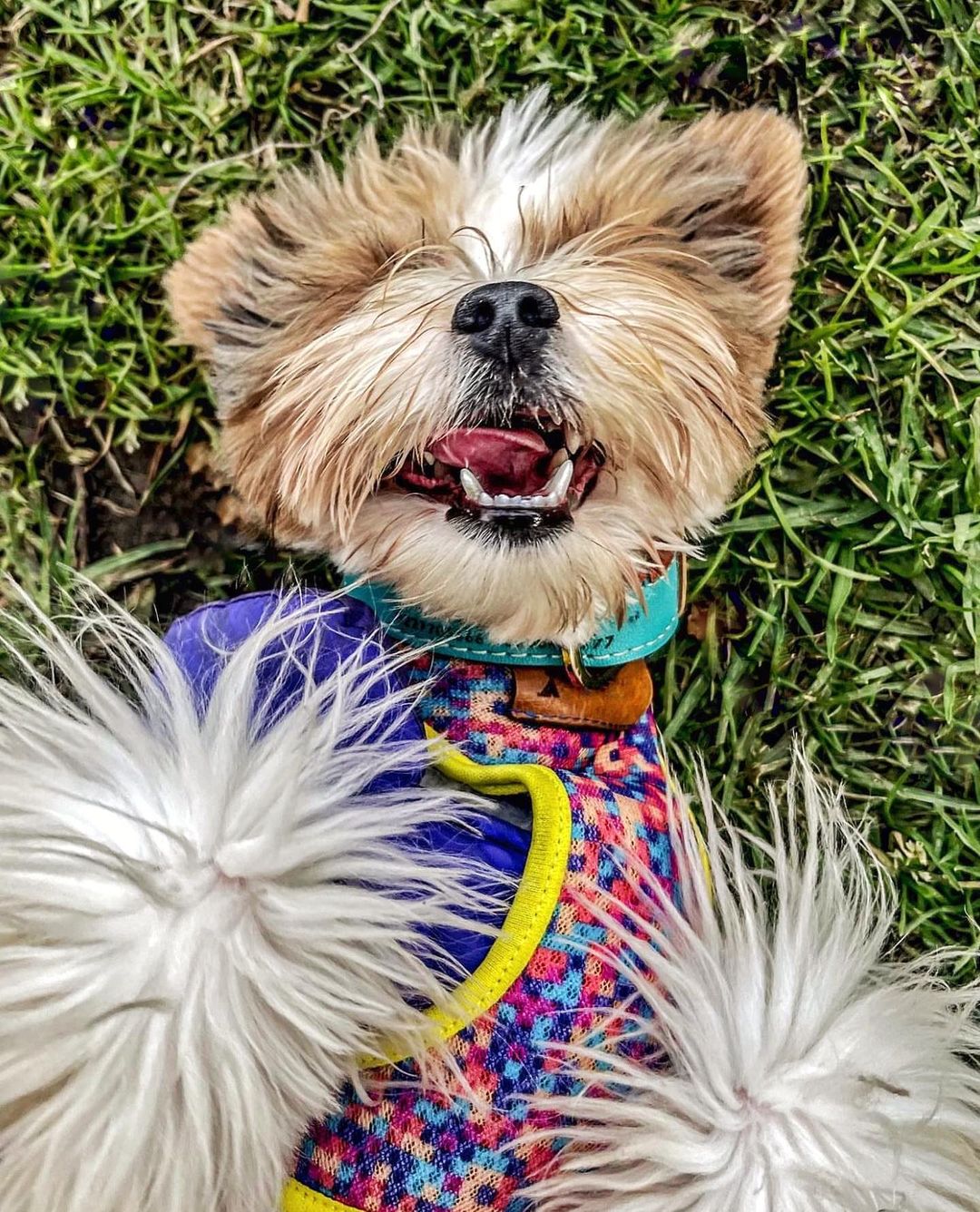 Pecheras Pixeles para Perros y Gatos | Primera Colección Monarcas Pets 2022