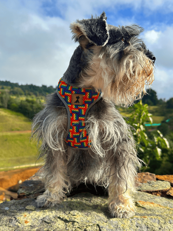 Pechera Orgullo Edición Limitada 🏳️‍🌈 + Traílla + envío Monarcas Pets Co.