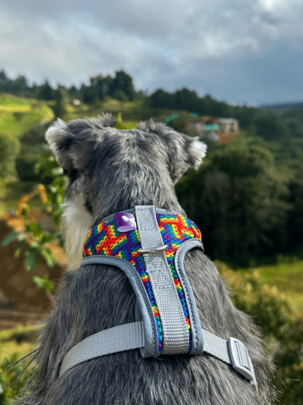 Pechera Orgullo Edición Limitada 🏳️‍🌈 + Traílla + envío Monarcas Pets Co.