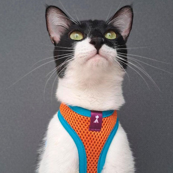 Pechera Gato | Oro Monarcas