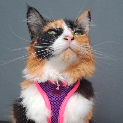 Pechera Gato | Morada Monarcas