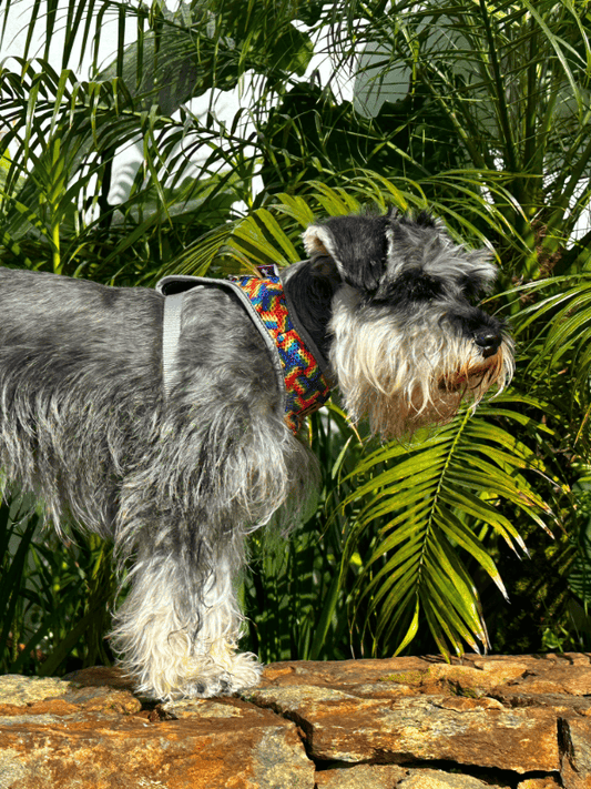 Pechera Orgullo Edición Limitada 🏳️‍🌈 + Traílla + envío Monarcas Pets Co.