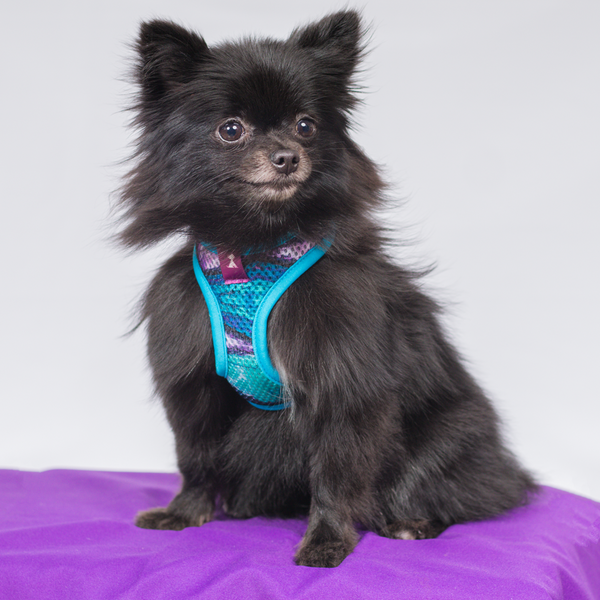 Combo Latidos Azul Monarcas